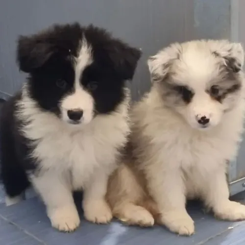 Filhotes de Border Collie | Filhotes impecáveis e saudáveis!