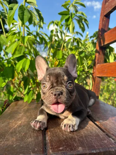 Bulldog fêmea chocolate 