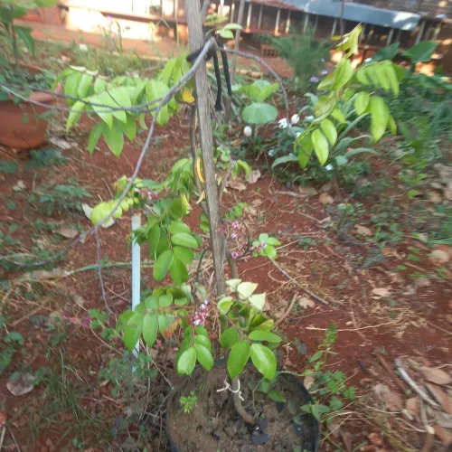Vendo  pé de Carambola e  roma