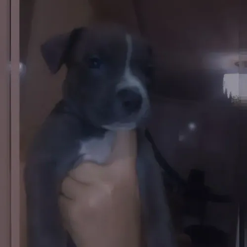 Pitbull cinza BLUE Paí e Mãe dócil bem tratados !