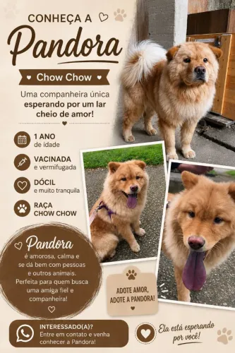 Chown chown fêmea