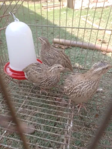 Galinha codorna