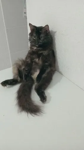 Animais de estimação