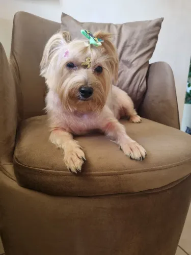 Estou doando minha yorkshire castrada