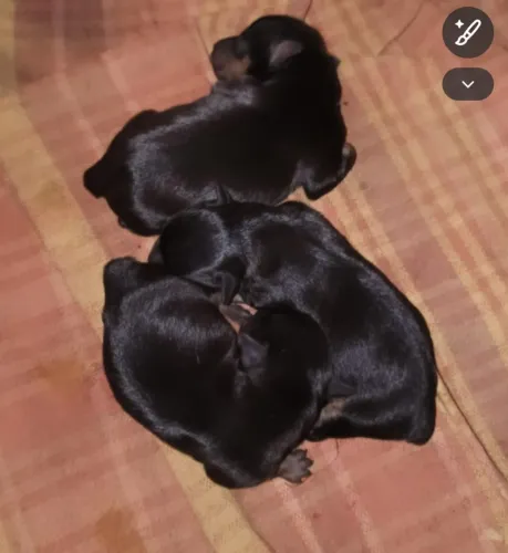 Filhote de cachorro Pinscher