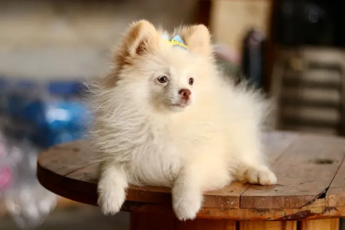 Spitz PARCELAMOS 
