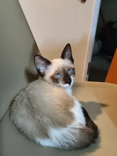 Gatinha Fêmea Adoção 