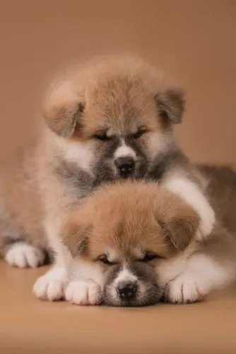 Akita Inu 