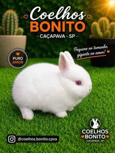 Coelho anão albino Coelhinho pequeno