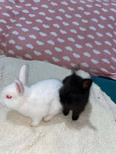CASAL DE COELHOS FILHOTE PET - muito manso
