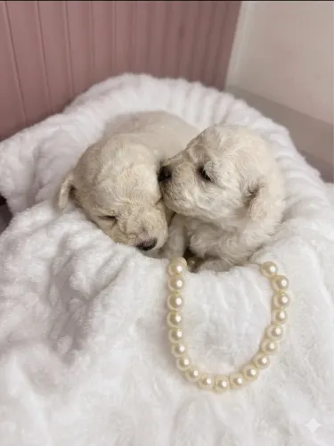 Poodle micro 