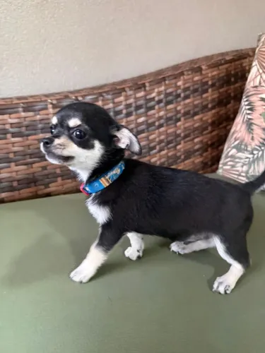 Filhote de Chiuhuahua black and tan (macho linhagem tailandesa)