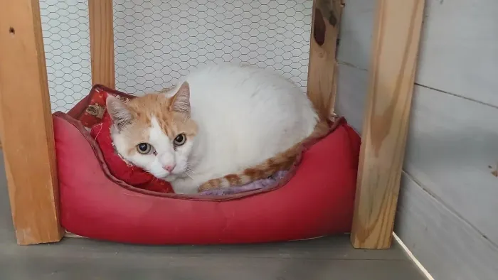 Adote Gato