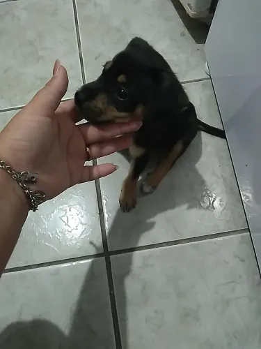 Adoção