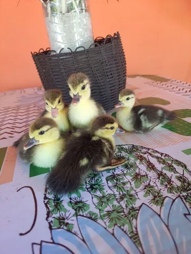 Filhotes de pato