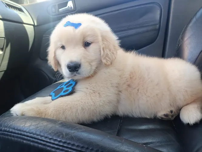 Golden retriever
