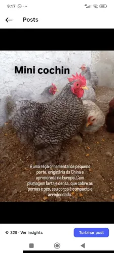 Galinha mini cochin (filhotes)