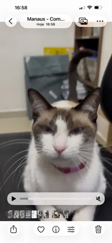 Pets gatinha