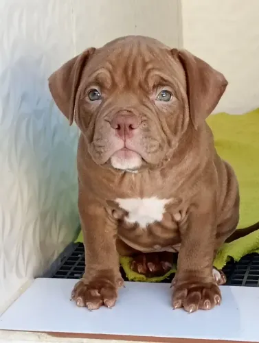 American Bully Fêmea oportunidade
