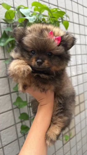 Spitz alemão l Lulu da pomerânia