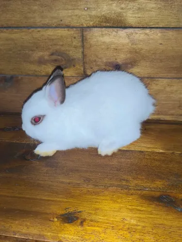 Coelho anão Netherlands padrão pet 