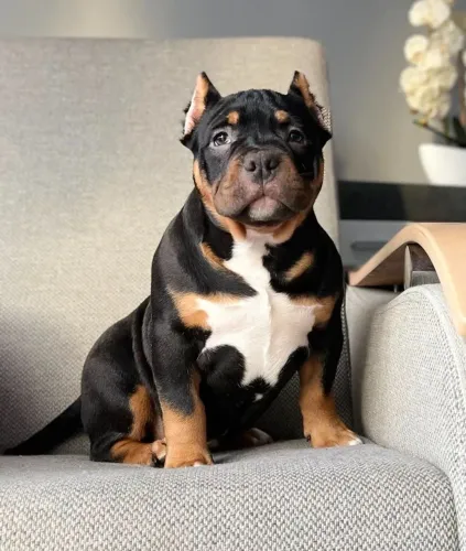 American Bully - O Jeitinho Mais Fofo De Deixar Sua Casa Mais Feliz