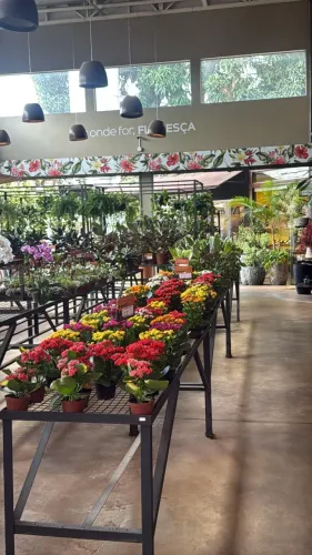Expositor ideal para plantas - 140x160x70