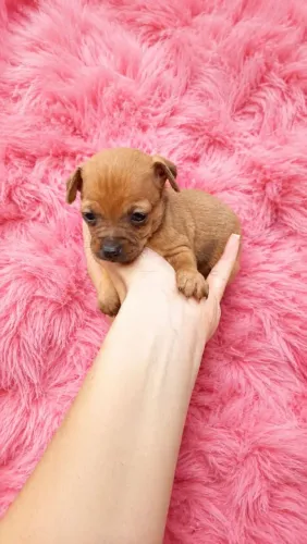 Pinscher machinho e fêmea mini parcelo e entrego 