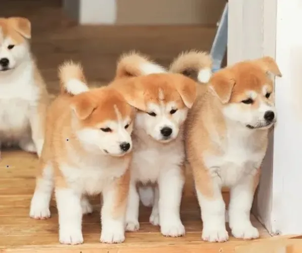 Akita inu 