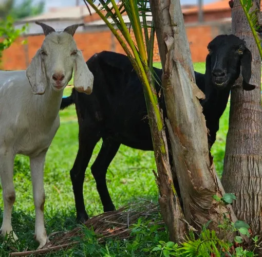 LOTE 10un ANIMAIS (OVELHAS, CARNEIROS, CABRAS ou  BODES).