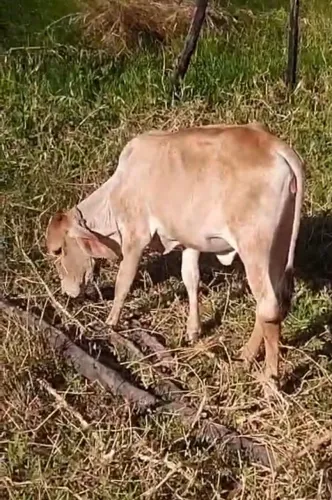 Vacas