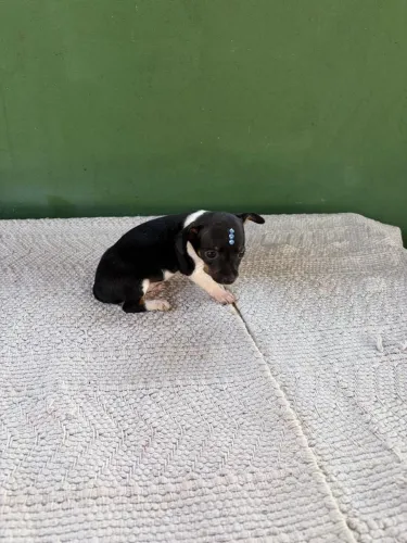 Vendo filhote