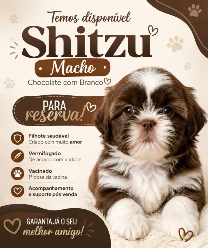 Shitzu macho