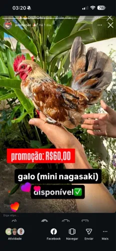 galos nagasaki 