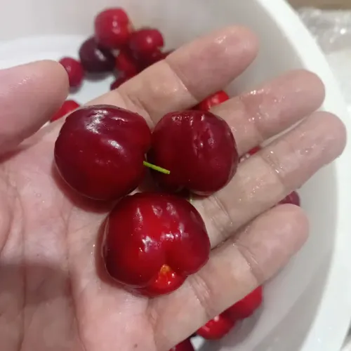 Acerola Gigante