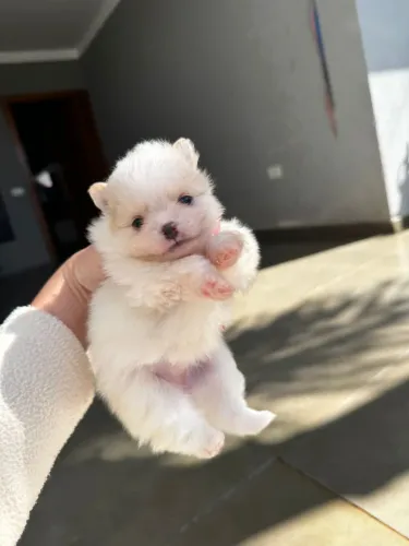 Spitz Alemão disponíveis
