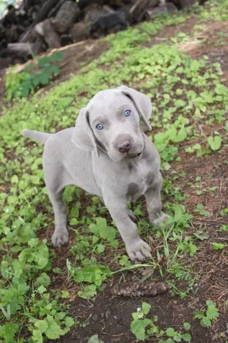 Weimaraner Filhotes