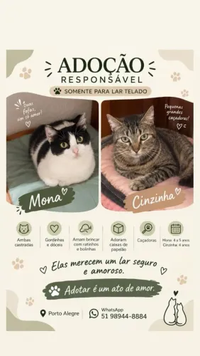 Gatinhos para adoção responsável