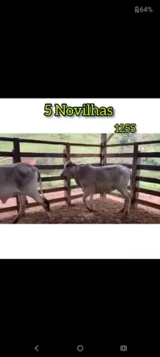 5 Novilhas Tabapuã 