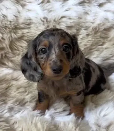 Basset Mini Dachshund Alerquins Raríssimos Maravilhosos.