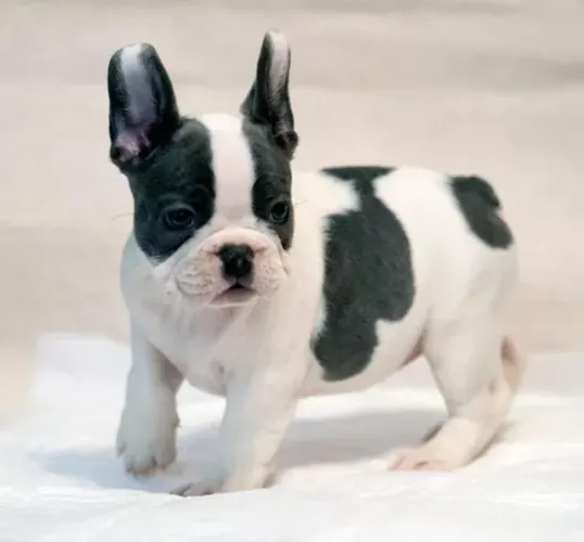 Bulldog Francês Filhotes Altíssimo Nível. 