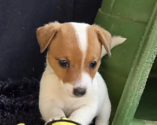 Jack russo terrier