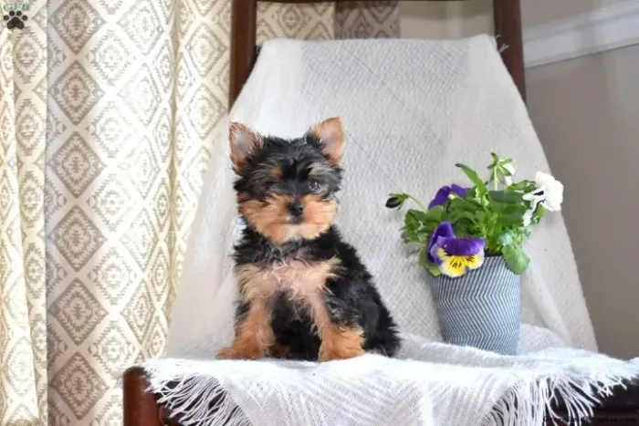 Amiguinhos peludos esperam por você