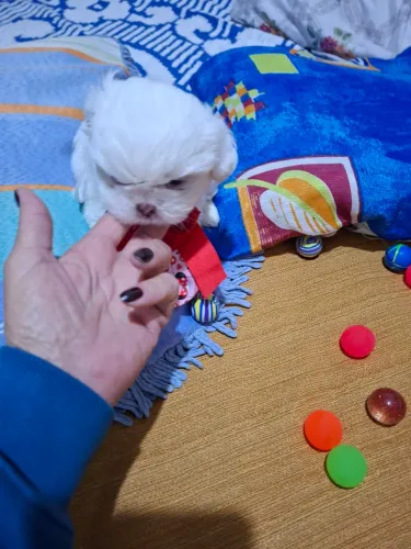 Filhotes Shitzu com vacina importada.