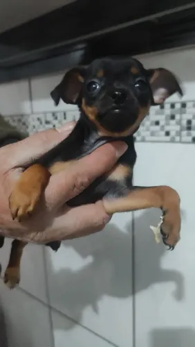 Pinscher 0
