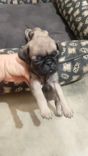 Filhote de Pug 