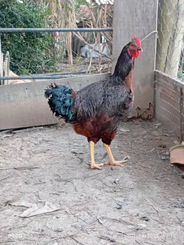 1 frango da raça Rhode Island Red, puro novo R$180,00