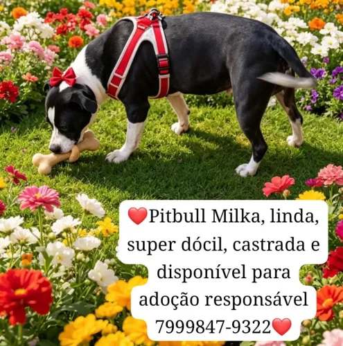Pitbull fêmea! ?