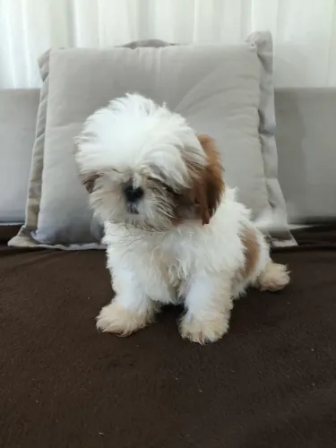 Filhote de Shih tzu