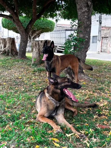 Filhotes de Pastor-belga-malinois